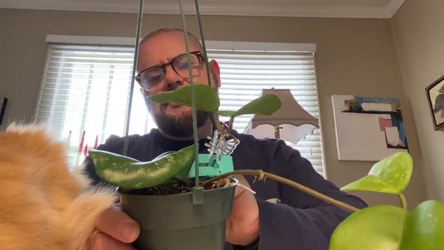 Hoya $plash - Some splash Hoya species and hybrids смотреть онлайн