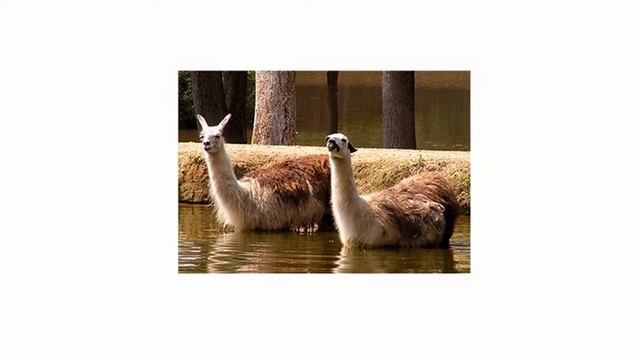 Квизон 26. Какое животное [1] смотреть онлайн