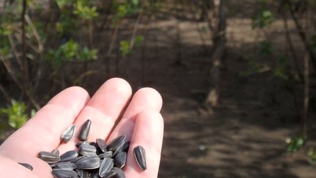 Давно хотел узнать как синица лазоревка ест семечки смотреть онлайн