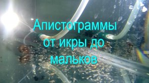 Апистограммы от икры до мальков