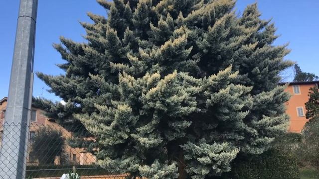 Cupressus arizonica ‘Aurea’ смотреть онлайн