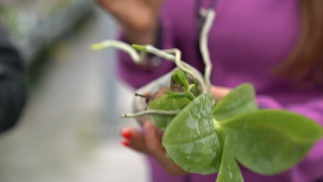 Знаменитый производитель орхидей  Yaphon Orchid