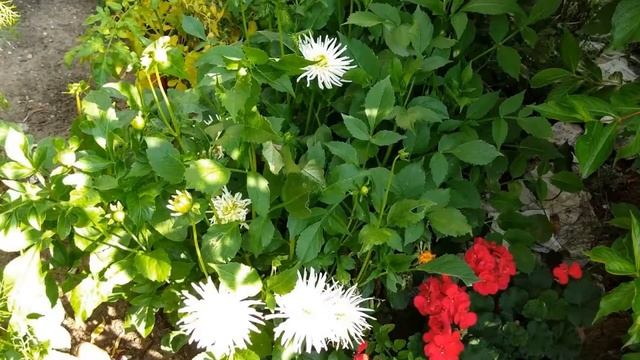 Цветы Георгины. Цветы в саду. Георгин White Star. Dahlias. Dahlia. Dahlien. Dahlie White Star. смотреть онлайн