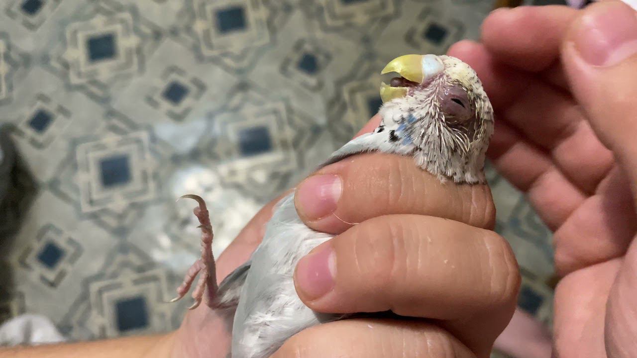 Конъюнктивит у попугая. У попугая воспалился глаз? Рассказываю что делать! смотреть онлайн