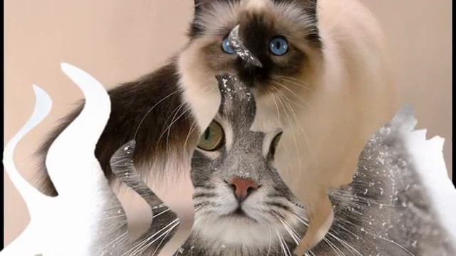 Зоомагазин корм для кошек смотреть онлайн