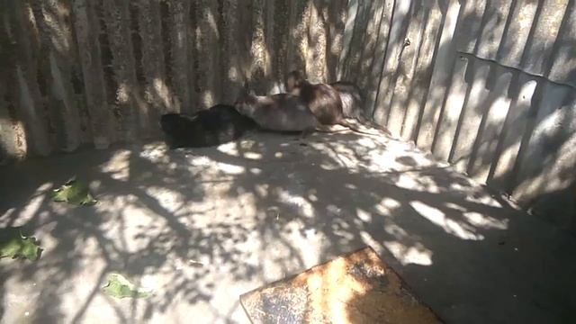 ЛЕТНИЙ ВОЛЬЕР ДЛЯ НУТРИЙ ИЗ ШИФЕРА