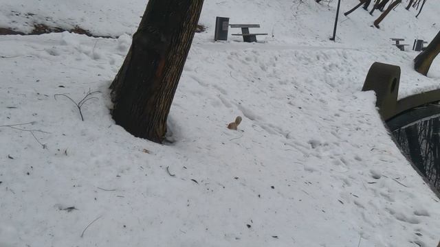 Кормим белочек 🐿️ зимой в Нескучном саду (30.12, Парк Горького, Москва) | Squirrels | # 144 смотреть онлайн