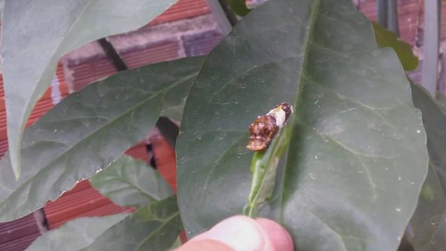 lagarta multi-faces camuflada de cocô de pássaro смотреть онлайн