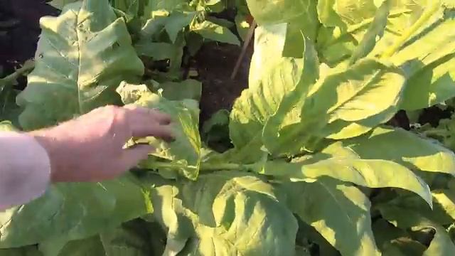 как растут сорта Ч-20 смотреть онлайн