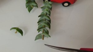 Размножаю крассулу. Мои новиночки.