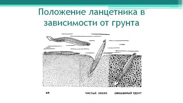 Ланцетник. Тип Хордовые. Часть 1. Онлайн подготовка к ЕГЭ по Биологии. смотреть онлайн