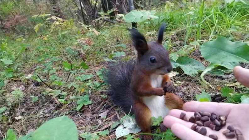 Белочка сломалась смотреть онлайн