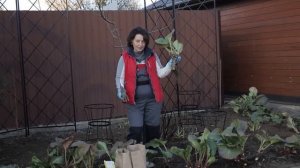 Бадан  Посадка Уход и Разделение