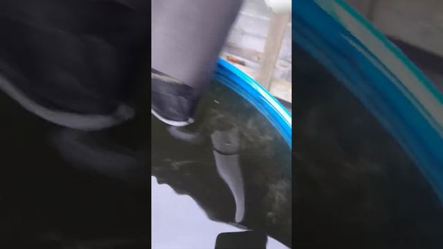 Спасите ондулин.