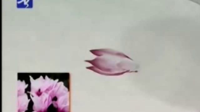 Sumi-e Lotus Chinese painting - part 1/5 + Lotus Pictures from Google смотреть онлайн