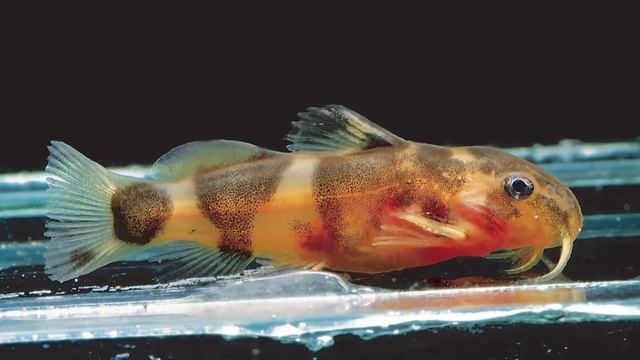 Synodontis pardalis - все превращения за - 30 sec смотреть онлайн