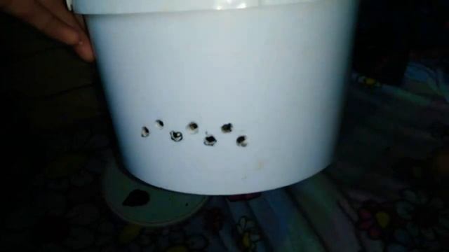 Как живут улитки Ахатины и Архахатины смотреть онлайн