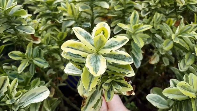 Ideas for plants to grow to help with your flower arranging смотреть онлайн