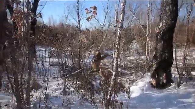 Волчица в петле декабрь 2017. смотреть онлайн