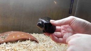 Как черепахи прячут голову в панцирь