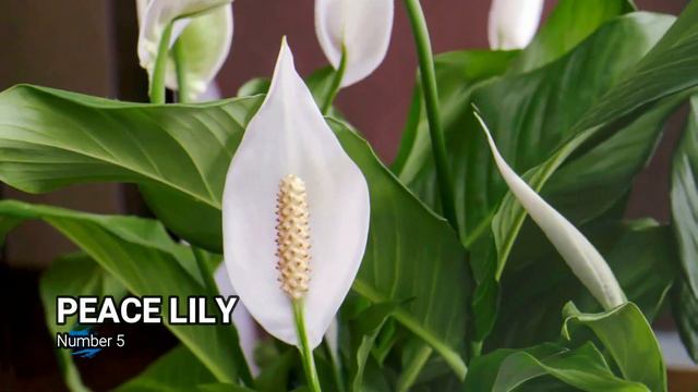 10 Beautiful Ornamental Plants In The Philippines