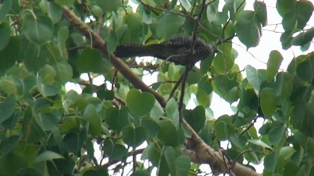 Азиатский коэль. The Asian Koel смотреть онлайн