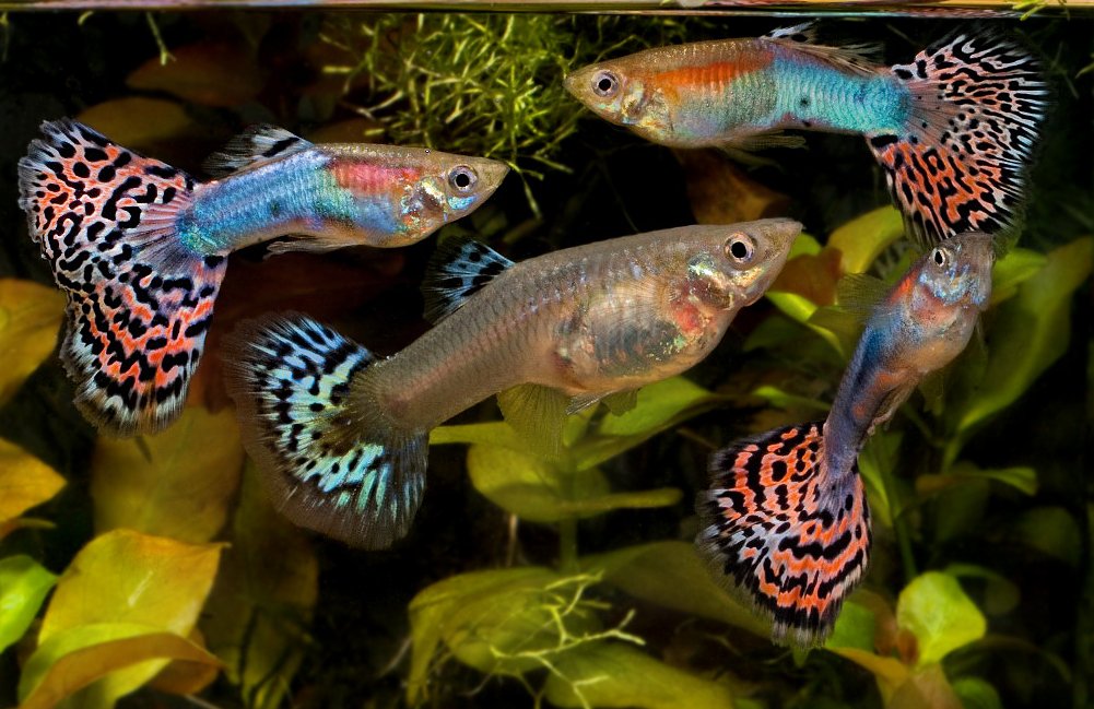 Аквариум для начинающих Мутная жесткая или мягкая вода в аквариуме. Решение проблемы смотреть онлайн