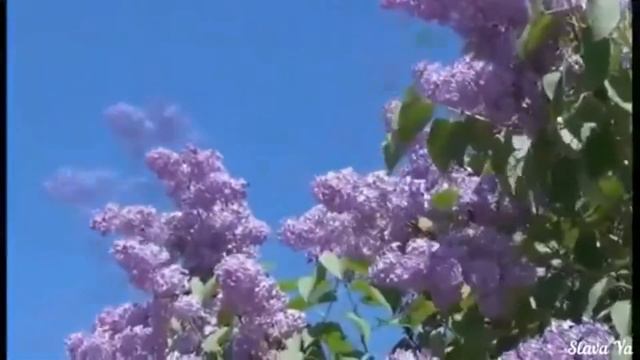 Голуби смотреть онлайн