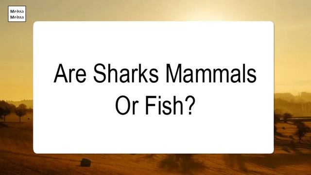 Are Sharks Mammals Or Fish смотреть онлайн