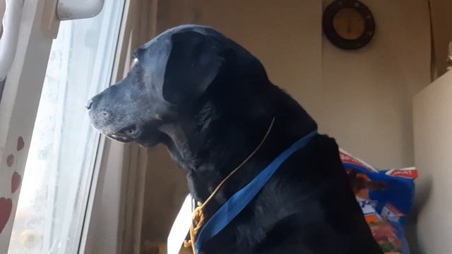 Музей Пса Кикбоксинг Павел Левко   Самбо Владимир Алиев Новый Свет Катюша Зелёный пояс Жил Был Пес