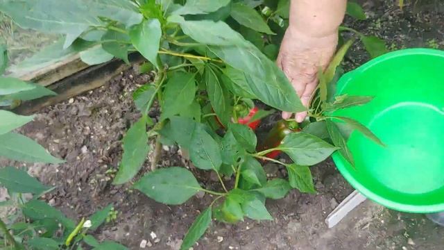Борьба с вредителями на капусте. Начало уборки картофеля. смотреть онлайн
