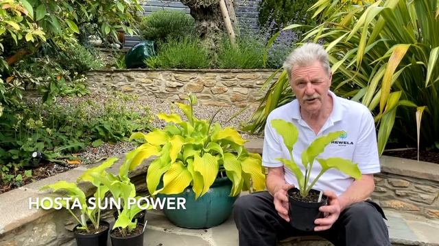 Rewela Hostas look at Hosta Sun Power смотреть онлайн