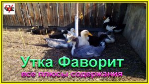 Утка Фаворит все плюсы содержания.mp4