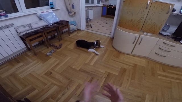 Правила поведения в квартире для щенка. Первые сутки щенка в новом доме. Бигль ( Брюс ) - щенок смотреть онлайн