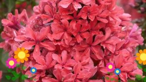 Флокс метельчатый Клеопатра (Cleopatra). Краткий обзор, описание характеристик, где купить рассада