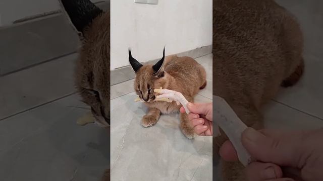 Каракал Зюзя ВротМнеНоги🍗 куриные лапы.Caracal loves chicken feet.🐔 смотреть онлайн