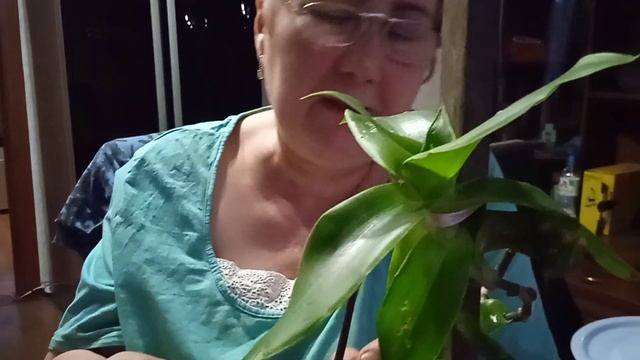 растение Callisia fragrans Золотой Ус #лекарственныерастения смотреть онлайн