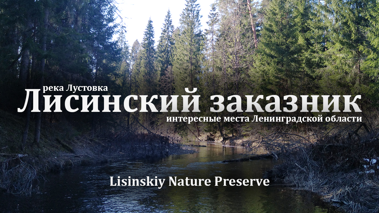 Поход выходного дня в окрестностях Питера. Река Лустовка. Лисинский заказник.