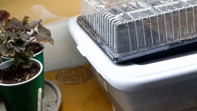 Grow This WONDERFUL Flower From Seed! смотреть онлайн