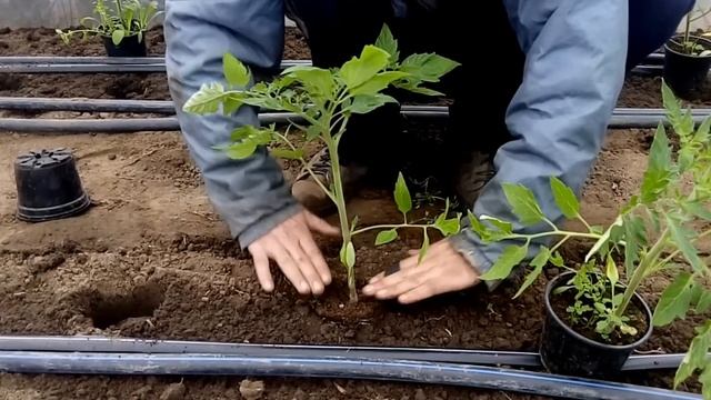 как правильно сажать помидоры и а каком расстоянии сажать помидоры в теплице