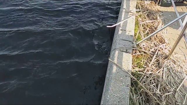 Поднятие 5 кг щуки самодельным багориком. смотреть онлайн
