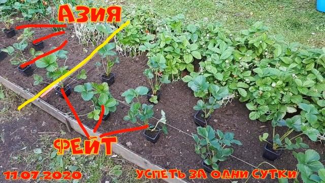 11.07. 2020 Клубника ?Фейт? первый урожай. Взвешивание, дегустация. смотреть онлайн