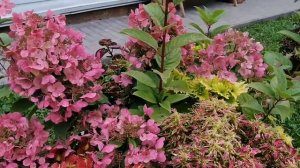 Гортензия метельчатая - Вимс ред!!! Одна из самых ранних гортензий, которая зацветает в начале июля