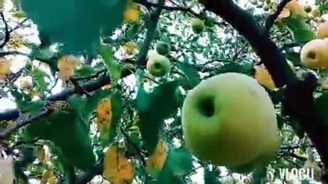 Сорт яблони Грушовка. смотреть онлайн