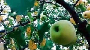 Сорт яблони Грушовка.