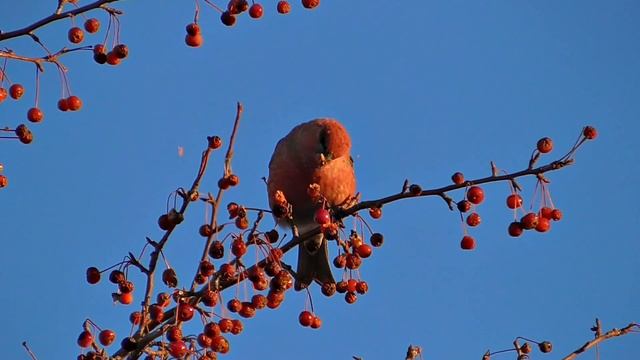 Щур самец смотреть онлайн