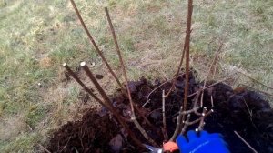 Обрезка гортензии Бобо. Hortensia pruning.