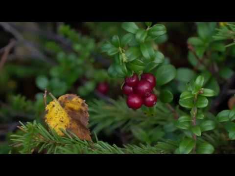 Кольский сверху смотреть онлайн