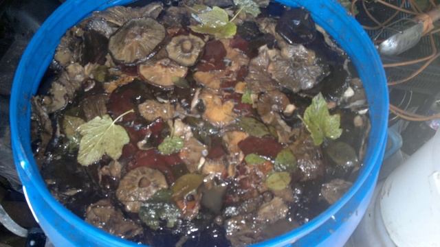 Вкусные рецепты с грибами