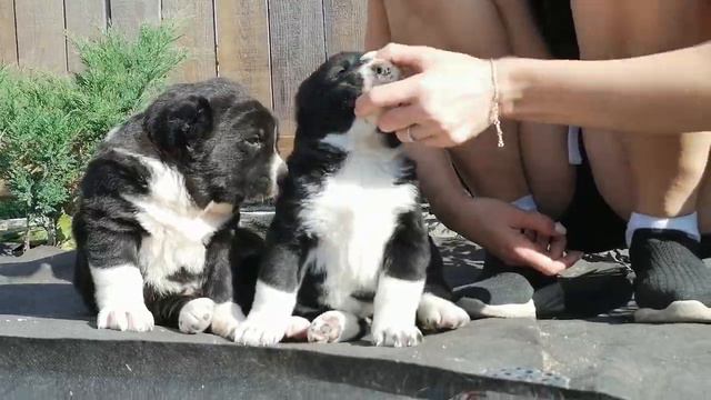 Щенки среднеазиатской овчарки! Продажа! Питомник ОЕССЕНН СТИЛЬ +79501931664 смотреть онлайн